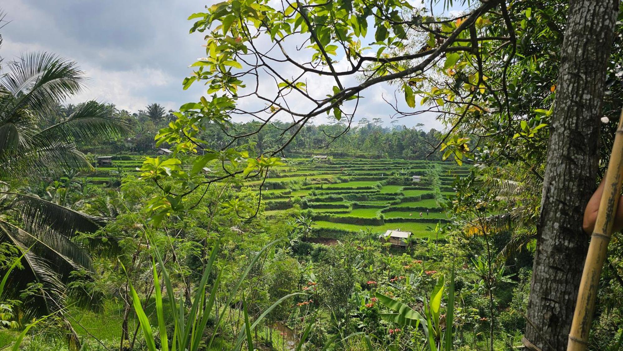 Hide And Seek Tetebatu Ngoại thất bức ảnh